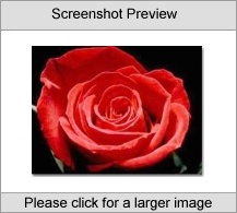 Roses Screen Saver