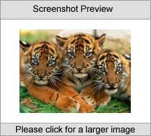 7art Stunning Tigers ScreenSaver