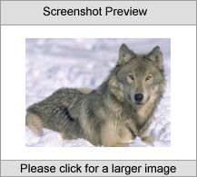 7art Angry Wolves ScreenSaver