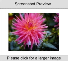 7art Flowers ScreenSaver
