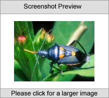 7art Crazy Bugs ScreenSaver