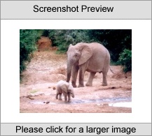 7art Elephants ScreenSaver