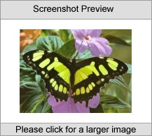 7art Butterfly Paradise ScreenSaver