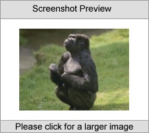 7art Monkeys ScreenSaver