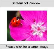7art Insects ScreenSaver
