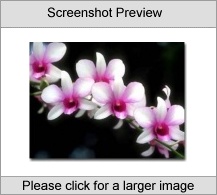 Orchids