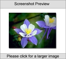 Flowers Screen Saver