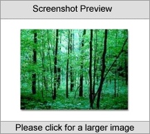 Mystic Forest