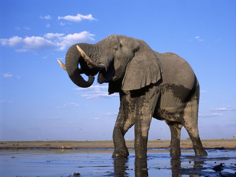 Elephants Free Screensaver