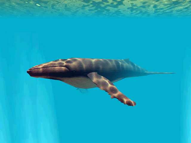 Deep Sea World 3D Screensaver