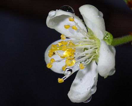 Spring Flowers #2 Screen Saver