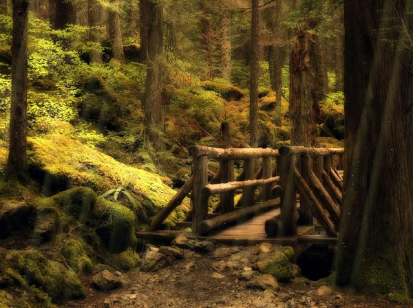 Forest Bridge Animated Wallpaper