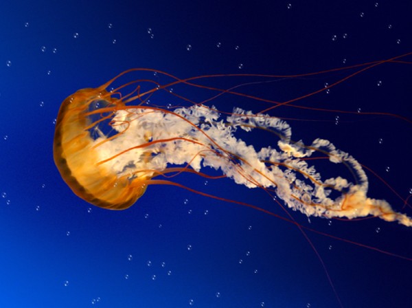 Jelly Fish Animated Wallpaper