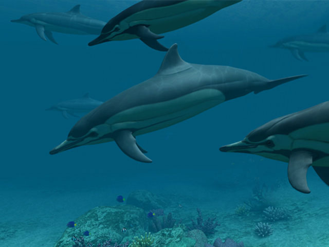 Dolphins 3D Screensaver