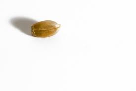 Seed Launch