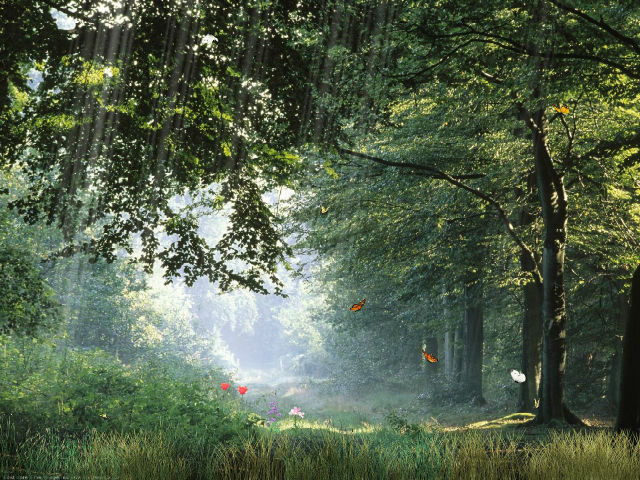 SoftFreeWay Nature Screensaver